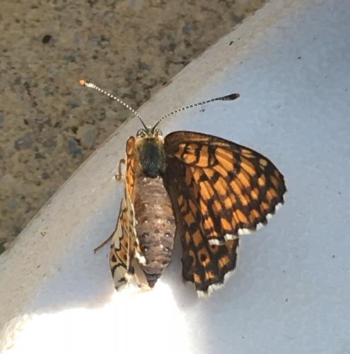 Melitaea cinxia